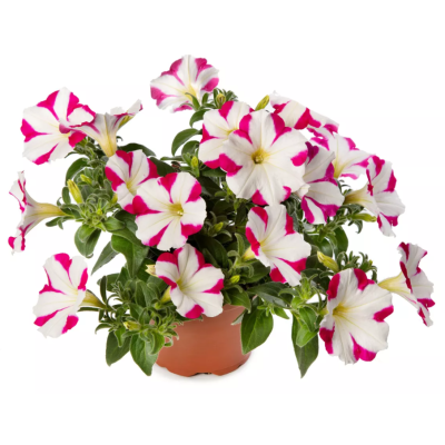 Surfinia zwisająca Fun...