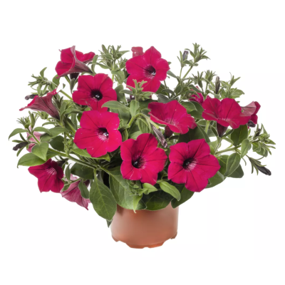 Surfinia zwisająca Garden...