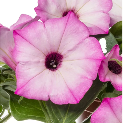 Surfinia zwisająca Garden...