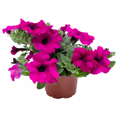 Surfinia Petunia zwisająca...