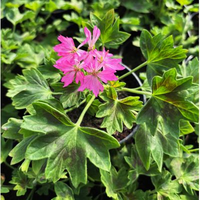 Pelargonia Zonale Rabatowa...