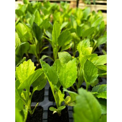 Rozsada Astry Aster...