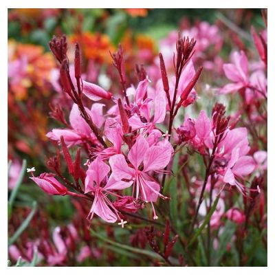 Gaura bylina Sadzonka
