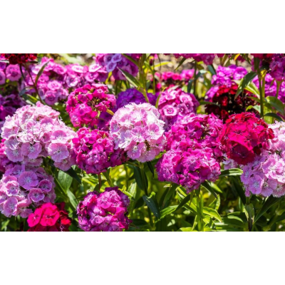 Goździk brodaty Dianthus...