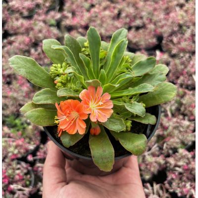 Lewizja bylina skalniak MIX...