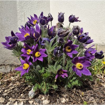 Sasanka Wiosenna Purple...