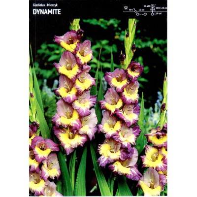 Cebulka Mieczyk Gladiolus,...