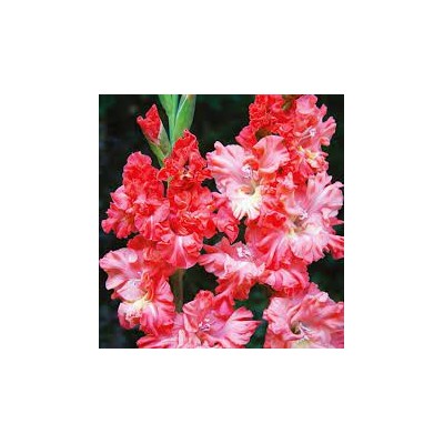 Cebulka Mieczyk Gladiolus...