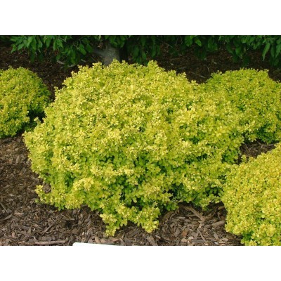 Berberys BONANZA GOLD...