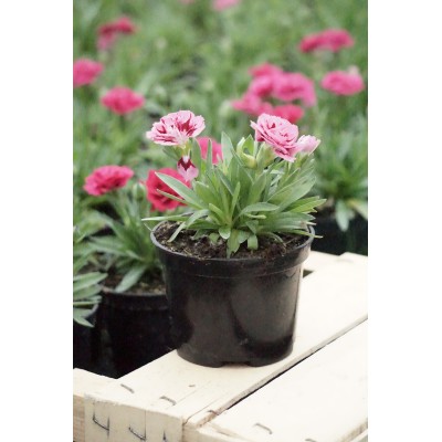 Goździk Ogrodowy 2szt MIX...