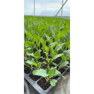 Rozsada w korku Kalarepa...