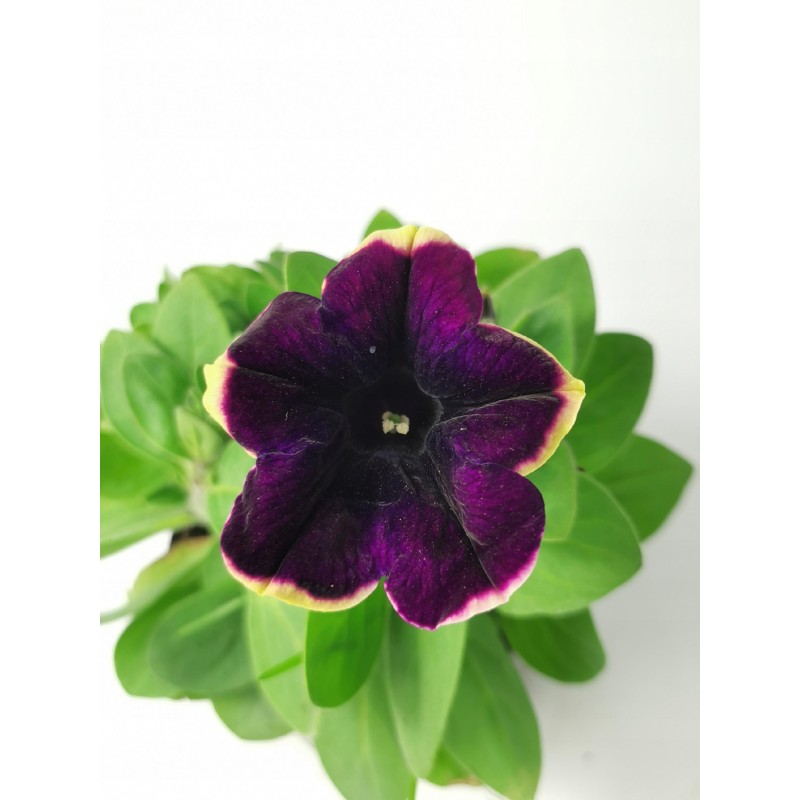 Surfinia Petunia Zwisająca Dark Purple S14