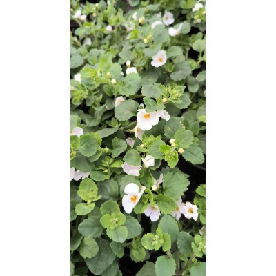 Bacopa Sutera BIAŁA...