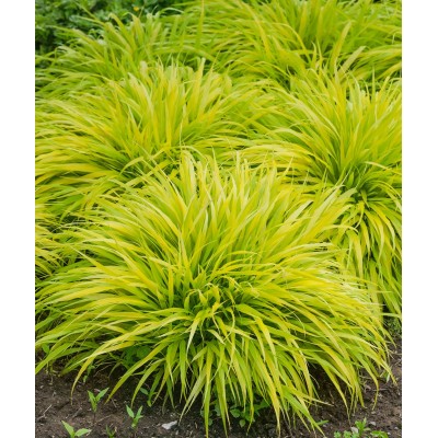 Hakonechloa smukła ALL GOLD...