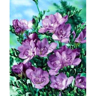 Cebulka Frezja Pełna...