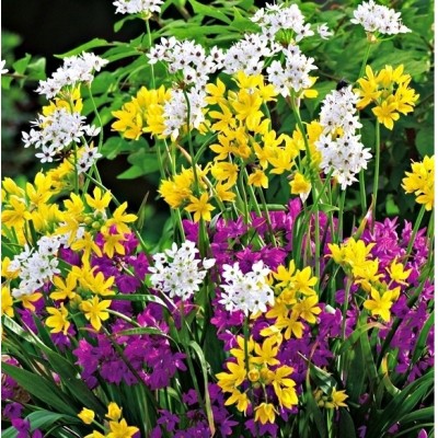 Cebulka Czosnek allium...