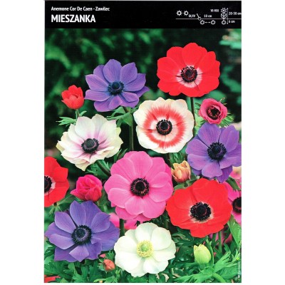 Cebulka Anemon Zawilec DE...