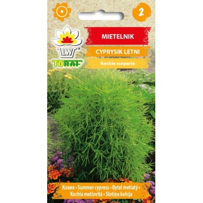 Nasiona Mietelnik zielony 1g