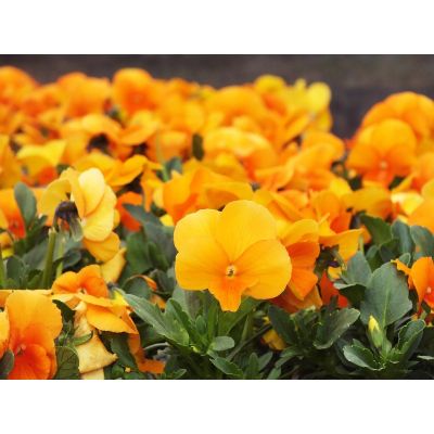 Bratki 2szt Bratek Fiołek...