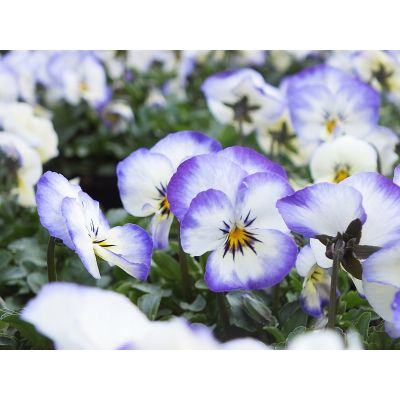 Bratki 2szt Bratek Fiołek...