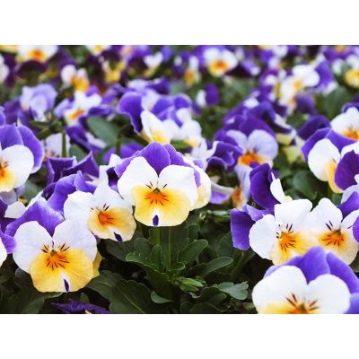 Bratki 2szt Bratek Fiołek...