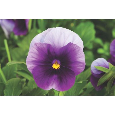 Bratki 2szt Bratek Fiołek...