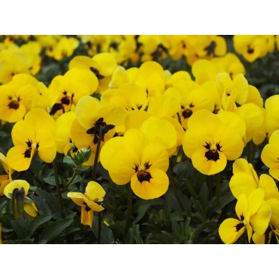 Bratki 2szt Bratek Fiołek...