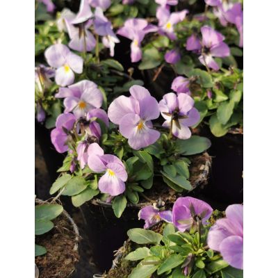 Bratki 2szt Bratek Fiołek...