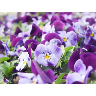 Bratki 2szt Bratek Fiołek...