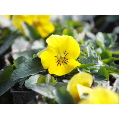 Bratki 2szt Bratek Fiołek...