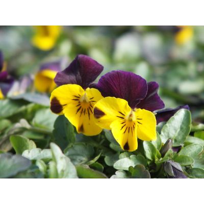 Bratki 2szt Bratek Fiołek...