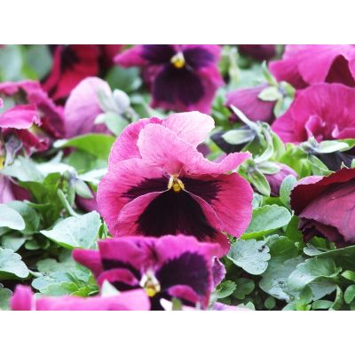 Bratki 2szt Bratek Fiołek...