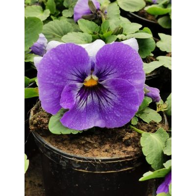 Bratki 2szt Bratek Fiołek...