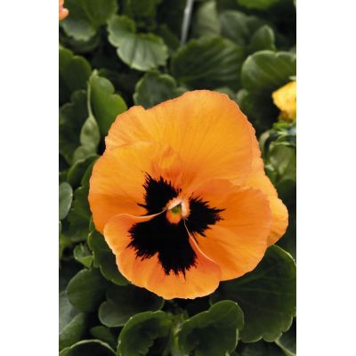 Bratki 2szt Bratek Fiołek...