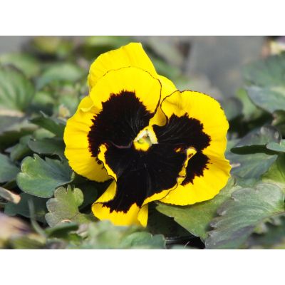 Bratki 2szt Bratek Fiołek...