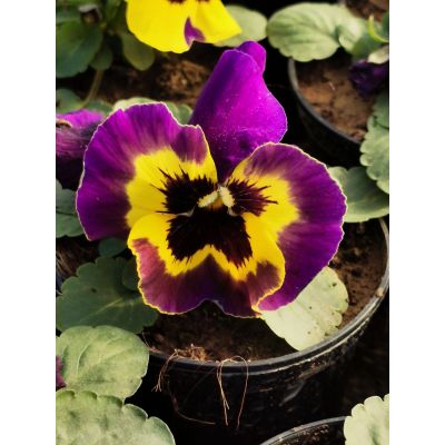 Bratki Bratek Sadzonka 2szt...