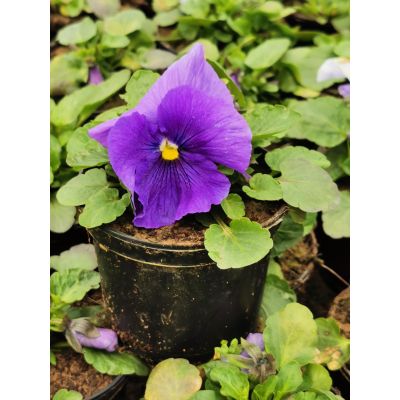 Bratki 2szt Bratek Fiołek...