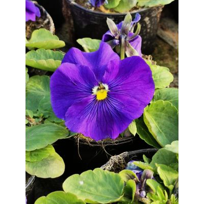 Bratki 2szt Bratek Fiołek...