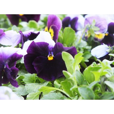 Bratki 2szt Bratek Fiołek...