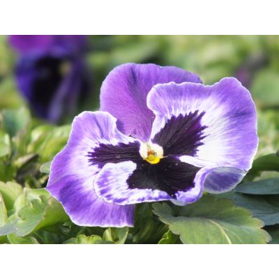 Bratki 2szt Bratek Fiołek...