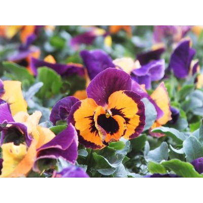 Bratki 2szt Bratek Fiołek...