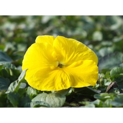 Bratki 2szt Bratek Fiołek...