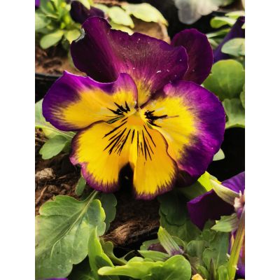 Bratki 2szt Bratek Fiołek...