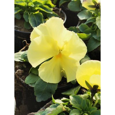 Bratki 2szt Bratek Fiołek...