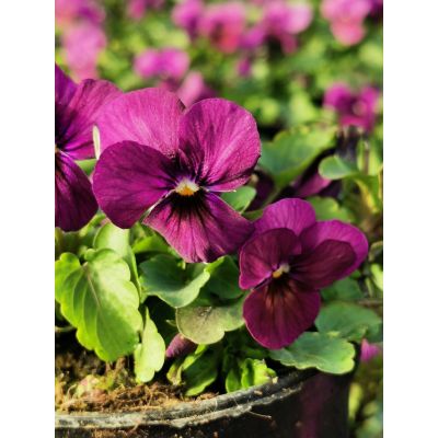 Bratki 2szt Bratek Fiołek...