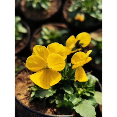 Bratki 2szt Bratek Fiołek...