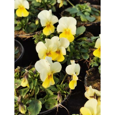 Bratki 2szt Bratek Fiołek...