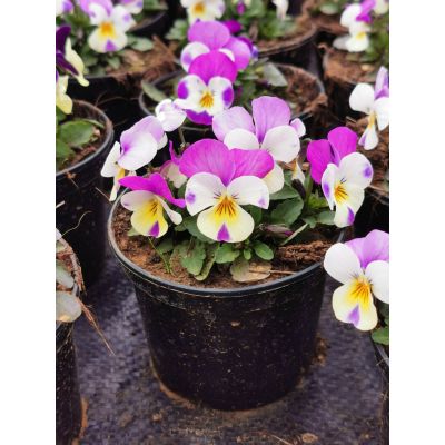 Bratki 2szt Bratek Fiołek...