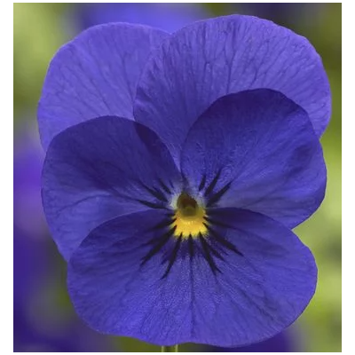 Bratki 2szt Bratek Fiołek...