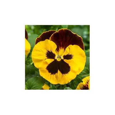 Bratki 2szt Bratek Fiołek...